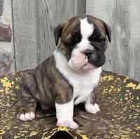 Nora, a female English Bulldog and Olde English Bulldogge for sale in Ligonier, IN – 2 of 7