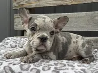 Frisk, a male French Bulldog for sale in Ligonier, IN – 3 of 4