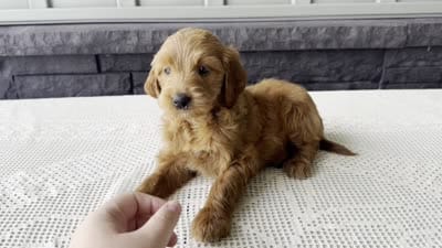 Cinnamon, a female Irish Doodle for sale in Ligonier, IN – 5 of 5