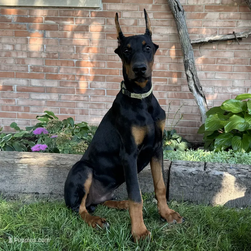 Zorro – Doberman Pinscher puppy for sale in Ligonier, IN
