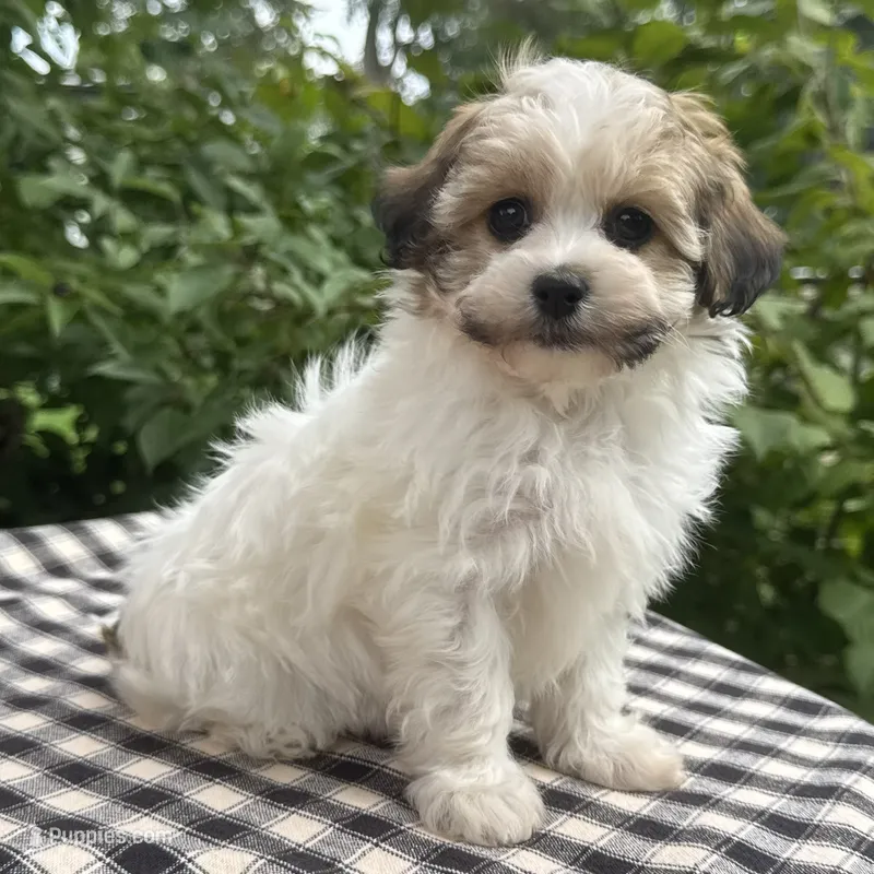 Belle – Havapoo puppy for sale in Ligonier, IN