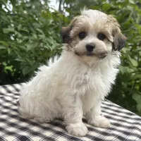 Belle, a female Havapoo for sale in Ligonier, IN – 1 of 5