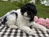 Hazel, a female Poodle - Toy  for sale in Ligonier, IN – 4 of 5