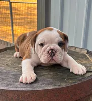 Lily , a female English Bulldog and Olde English Bulldogge for sale in Ligonier, IN – 2 of 4