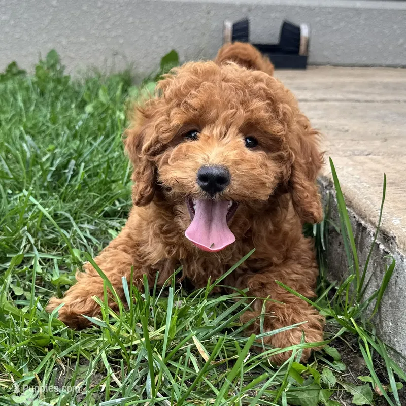 Tyler – Poodle - Miniature  puppy for sale in Ligonier, IN