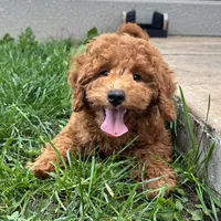 Tyler, a male Poodle - Miniature  for sale in Ligonier, IN – 1 of 4