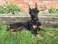Amika, a male Doberman Pinscher for sale in Ligonier, IN – 2 of 5