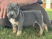 Hurley, a male American Bully for sale in Ligonier, IN – 5 of 6