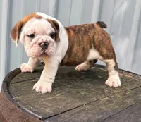 Lily , a female English Bulldog and Olde English Bulldogge for sale in Ligonier, IN – 3 of 4