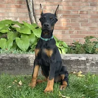 Bianca, a female Doberman Pinscher for sale in Ligonier, IN – 2 of 5