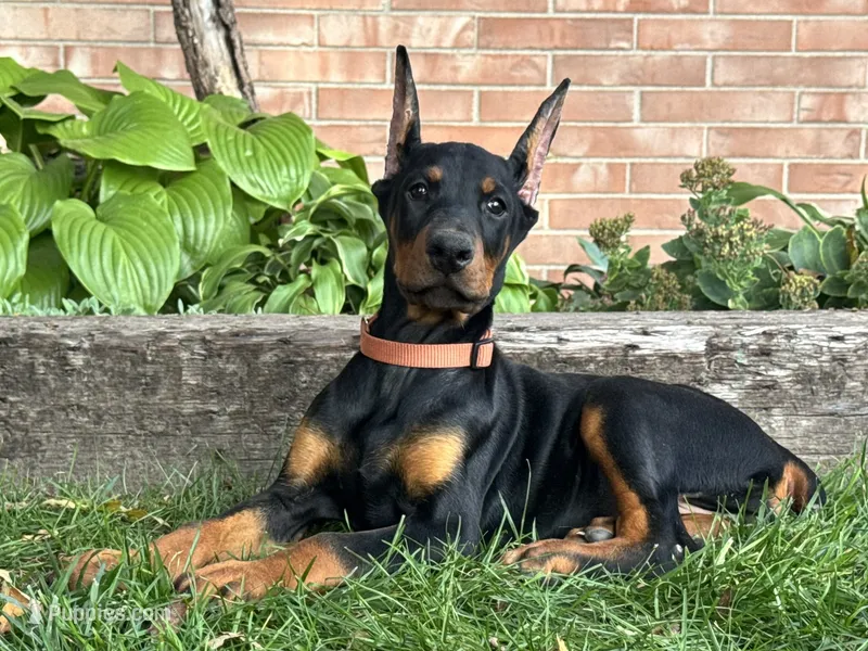 Briar – Doberman Pinscher puppy for sale in Ligonier, IN