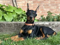 Briar, a female Doberman Pinscher for sale in Ligonier, IN – 1 of 5