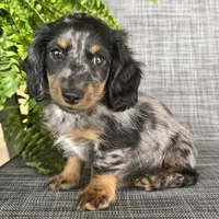Sara, a female Dachshund for sale in Ligonier, IN – 3 of 4