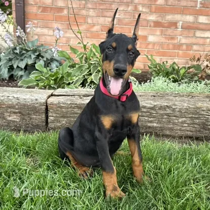 Achilles – Doberman Pinscher puppy for sale in Ligonier, IN