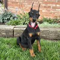 Achilles, a male Doberman Pinscher for sale in Ligonier, IN – 1 of 6