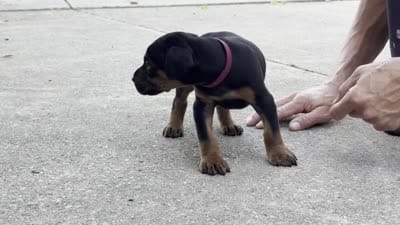 Zeus , a male Doberman Pinscher for sale in Ligonier, IN – 5 of 5