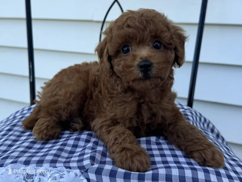 Titus  – Poodle - Miniature  puppy for sale in Ligonier, IN