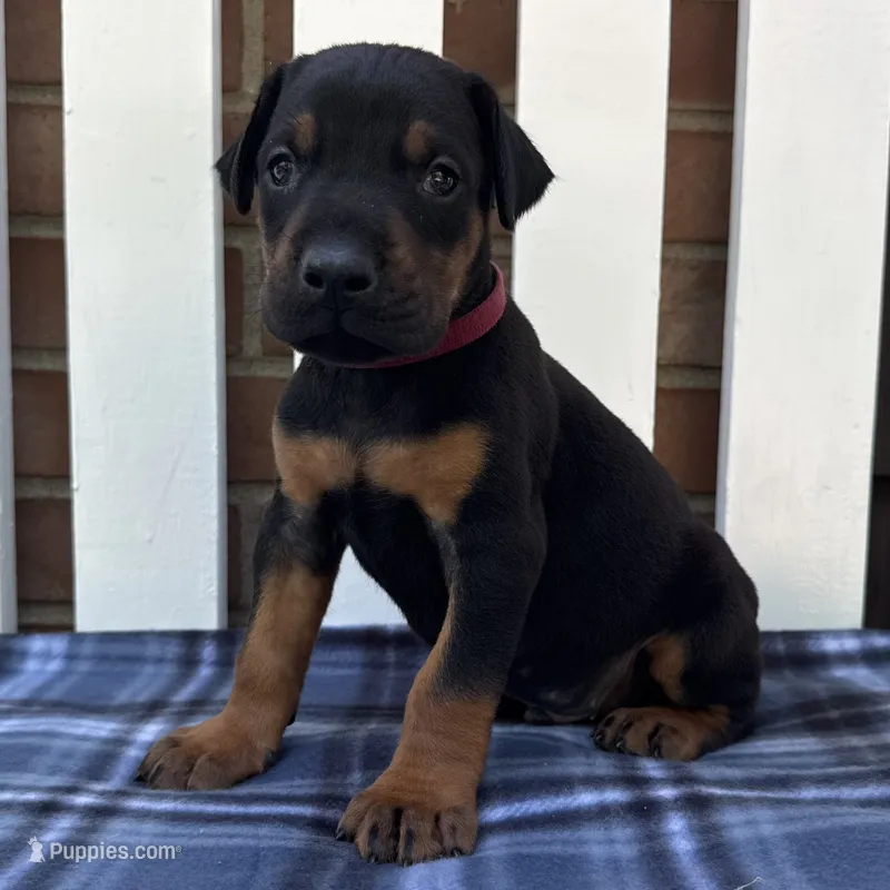 Zeus  – Doberman Pinscher puppy for sale in Ligonier, IN