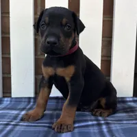 Zeus , a male Doberman Pinscher for sale in Ligonier, IN – 1 of 5