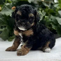 Felicity, a female Poodle - Miniature  for sale in Ligonier, IN – 5 of 6