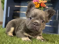 Gabbie, a female French Bulldog for sale in Ligonier, IN – 2 of 5