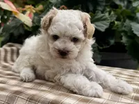 Gage, a male Poodle - Miniature  for sale in Ligonier, IN – 2 of 5