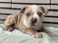 Forrest, a female American Bully for sale in Ligonier, IN – 1 of 4