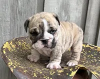 Navy, a female English Bulldog and Olde English Bulldogge for sale in Ligonier, IN – 3 of 4