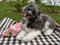 Holly, a female Poodle - Toy  for sale in Ligonier, IN – 1 of 5
