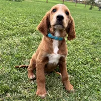 Waldo, a male Irish Doodle for sale in Ligonier, IN – 2 of 5