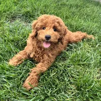 Tyler, a male Poodle - Miniature  for sale in Ligonier, IN – 3 of 4