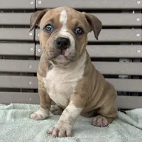 Faye, a female American Bully for sale in Ligonier, IN – 2 of 3