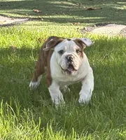 Lily , a female English Bulldog and Olde English Bulldogge for sale in Ligonier, IN – 2 of 4