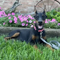 Zelda, a female Doberman Pinscher for sale in Ligonier, IN – 3 of 6