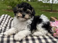 Hans, a male Poodle - Toy  for sale in Ligonier, IN – 2 of 6