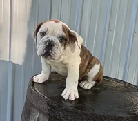 Lily , a female English Bulldog and Olde English Bulldogge for sale in Ligonier, IN – 3 of 4