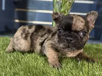 Hank, a male French Bulldog for sale in Ligonier, IN – 2 of 4