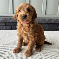 Cinnamon, a female Irish Doodle for sale in Ligonier, IN – 3 of 5