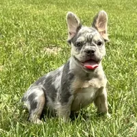 Grace, a female French Bulldog for sale in Ligonier, IN – 2 of 3