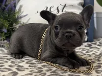 Flynn, a male French Bulldog for sale in Ligonier, IN – Photo 3 of 4
