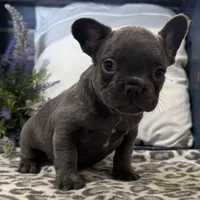 Flynn, a male French Bulldog for sale in Ligonier, IN – Photo 4 of 4