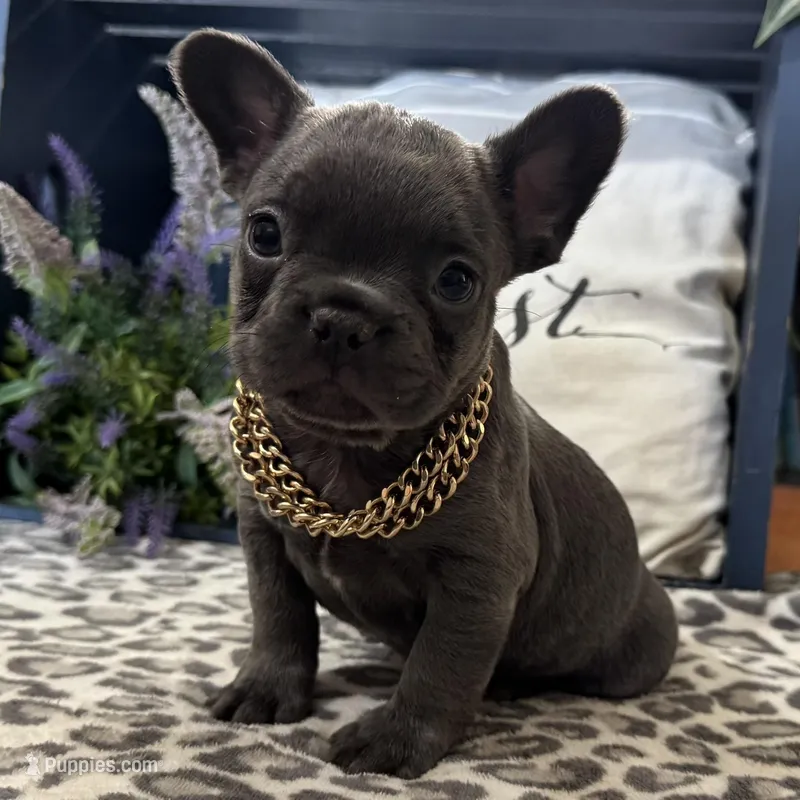 Flynn – French Bulldog puppy for sale in Ligonier, IN