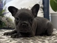 Flynn, a male French Bulldog for sale in Ligonier, IN – Photo 2 of 4