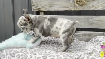 Frisk, a male French Bulldog for sale in Ligonier, IN – 4 of 4