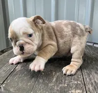 Tank, a male English Bulldog for sale in Ligonier, IN – 2 of 2