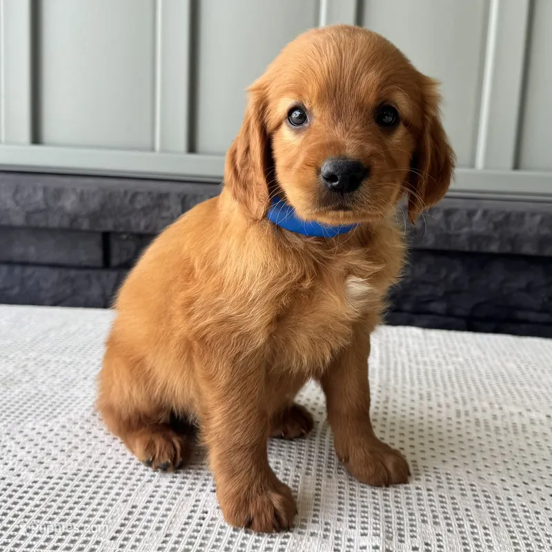 Ryder – Irish Doodle puppy for sale in Ligonier, IN