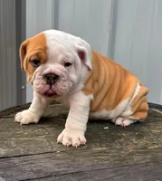 Lane , a male English Bulldog and Olde English Bulldogge for sale in Ligonier, IN – 2 of 4