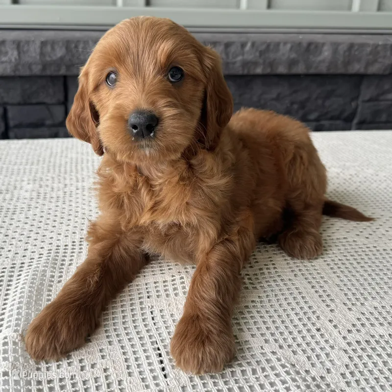 Cinnamon – Irish Doodle puppy for sale in Ligonier, IN