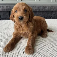 Cinnamon, a female Irish Doodle for sale in Ligonier, IN – 1 of 5