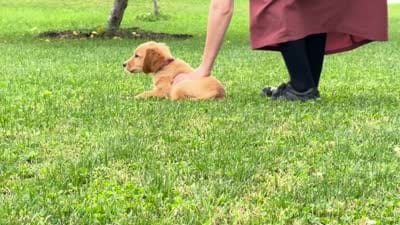 Teddy, a male Irish Doodle for sale in Ligonier, IN – 4 of 4